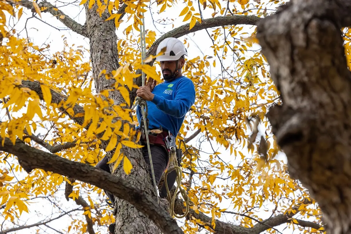 Skilled Tree Planting crew working in Greenfield