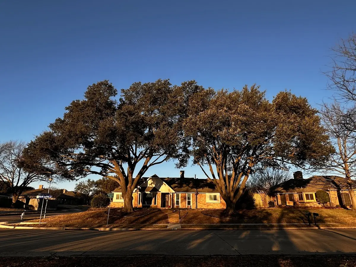 Established residential canopy tree shading a home in Greenfield